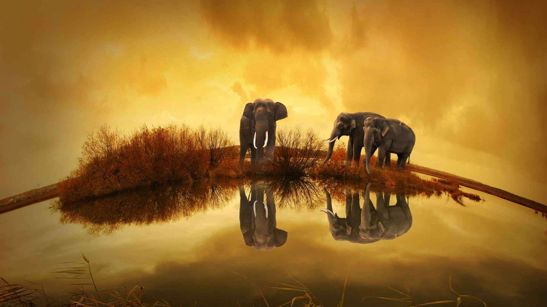Anantara Golden Triangle Elephant Camp