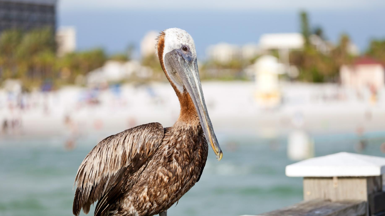 Explore Exciting Fort Lauderdale, FL