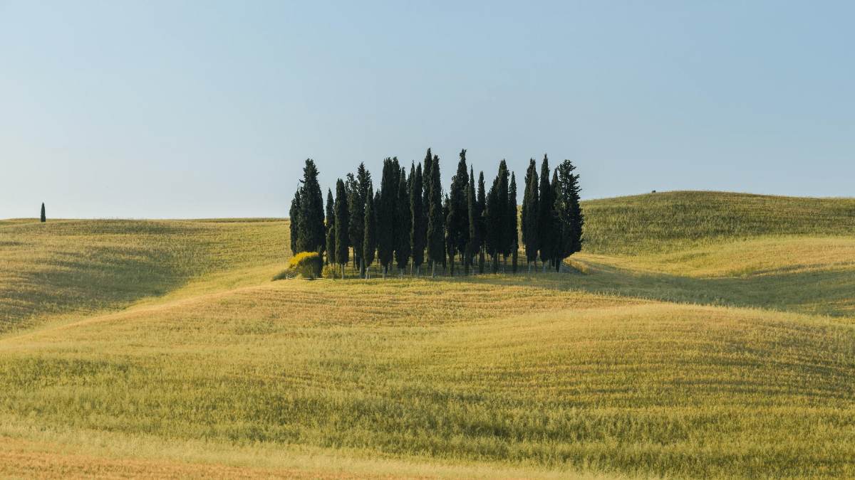 Under the Tuscan Gun