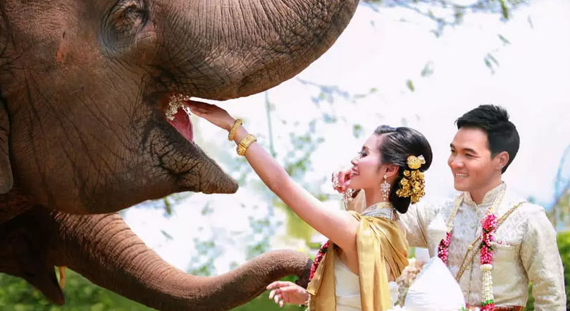 Your Amazing Elephant Wedding Awaits